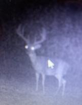 Kentucky Trophy Buck Deer Hunting