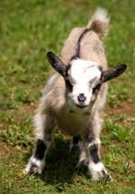 Cute baby goat