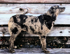 Australian shepherd puppy for sale