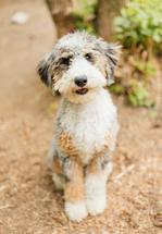 Indy Sable Mini Bernedoodle