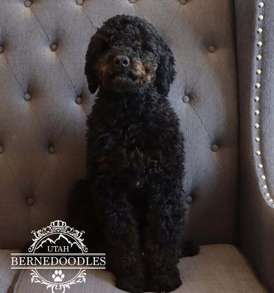 Black bernedoodle hot sale