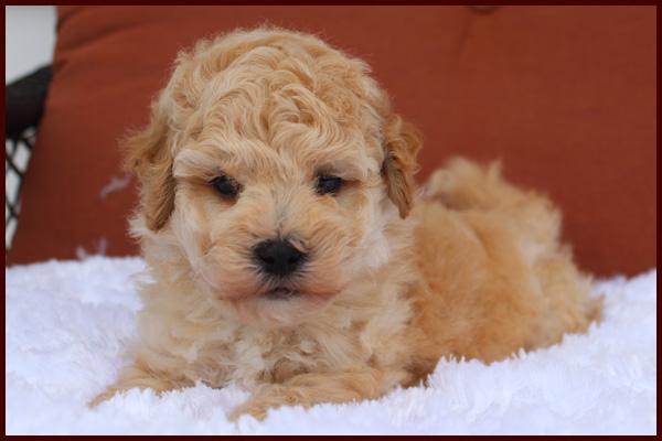 bichpoo puppy for sale near me