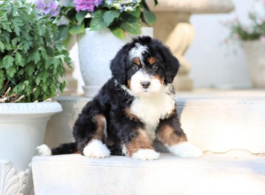 Trainedpuppy