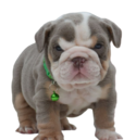 lilac tri english bulldog puppy