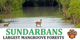 Sundarban Tours