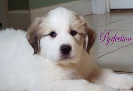 Wells Providence Great Pyrenees