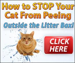 Stop cat spraying