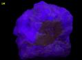 SW LW fluorescent FLUORITE and CALCITE - Nuevo Leon, Mexico