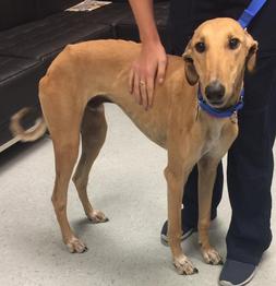 Short store haired lurcher