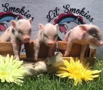 Miniature Pigs