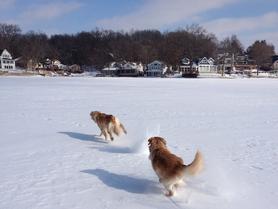 Dogs on frozen Sylvan Lake Indiana