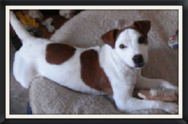 Snow creek jack russell 2024 puppies