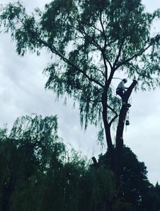 Large Willow Tree Removal, Stoney Creek Tree Services, Commercial Tree service, Tree expert Climbing