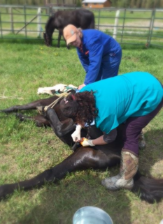 Equine Castration