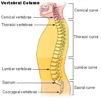 The Spine: Anatomy and Function