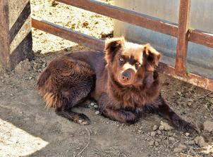Solid red Australian Shepherd