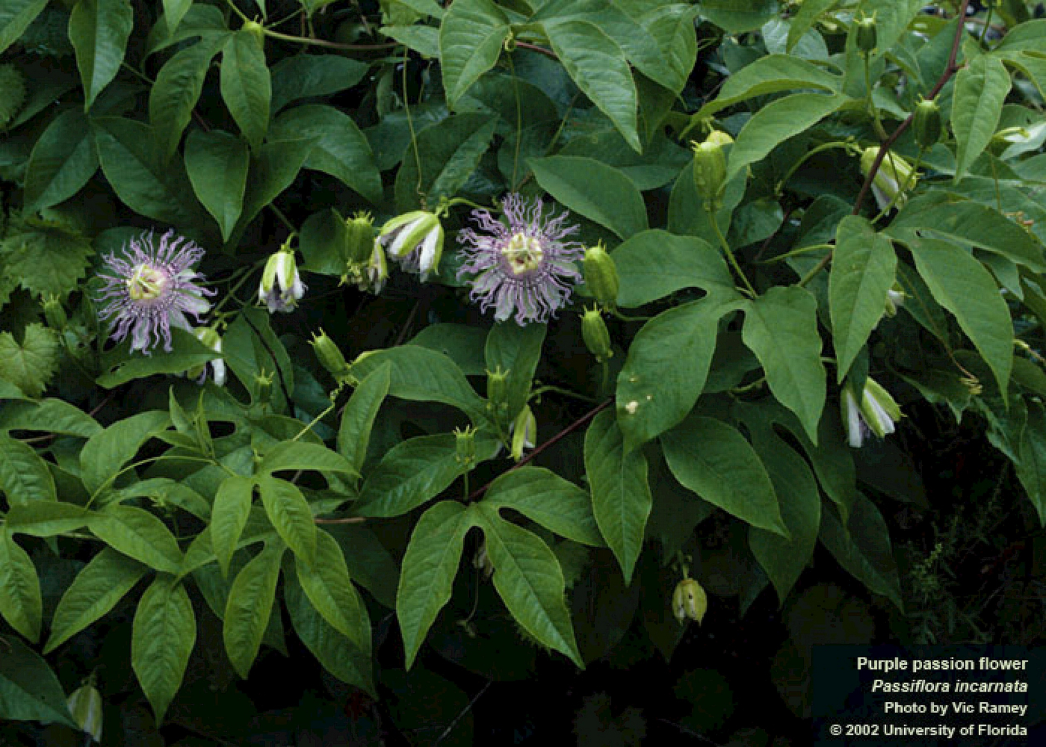 passion flower leaves