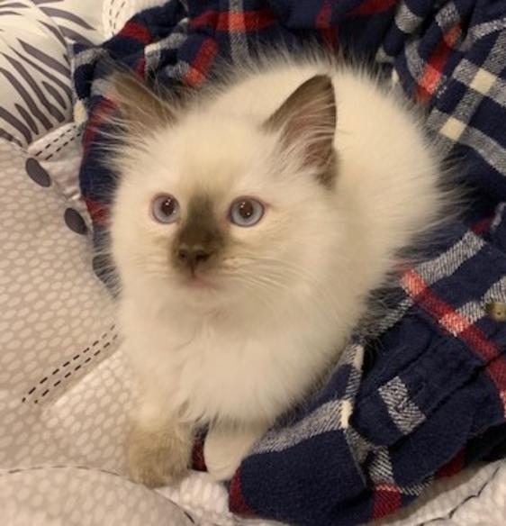 Ragdoll Kittens for sale