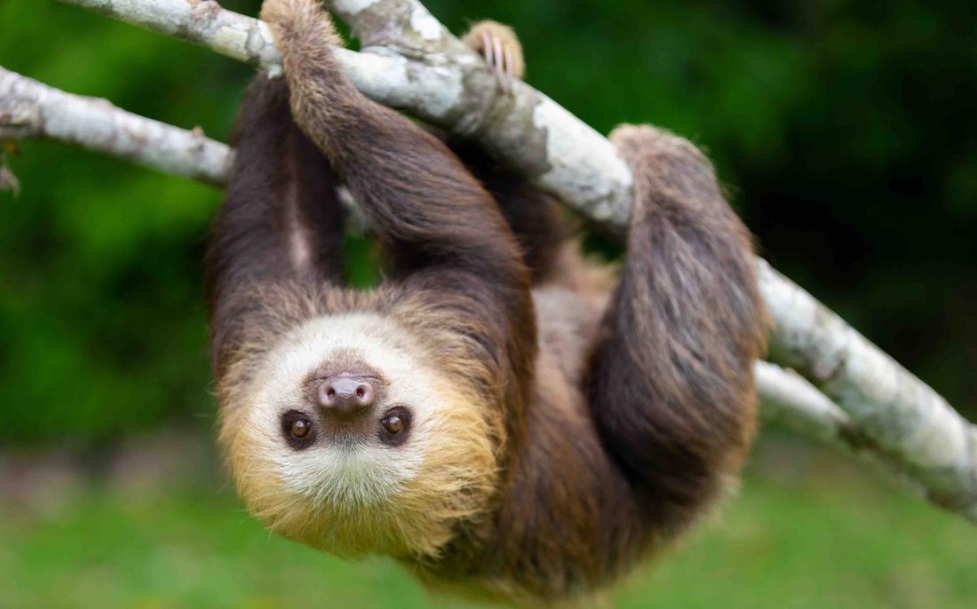 Us Sloth Sanctuary