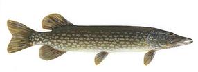 Northern Pike Fishing Black Bear camp