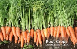 Root Crops