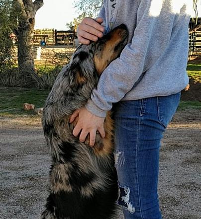 Best family dogs