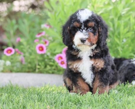 Trainedpuppy