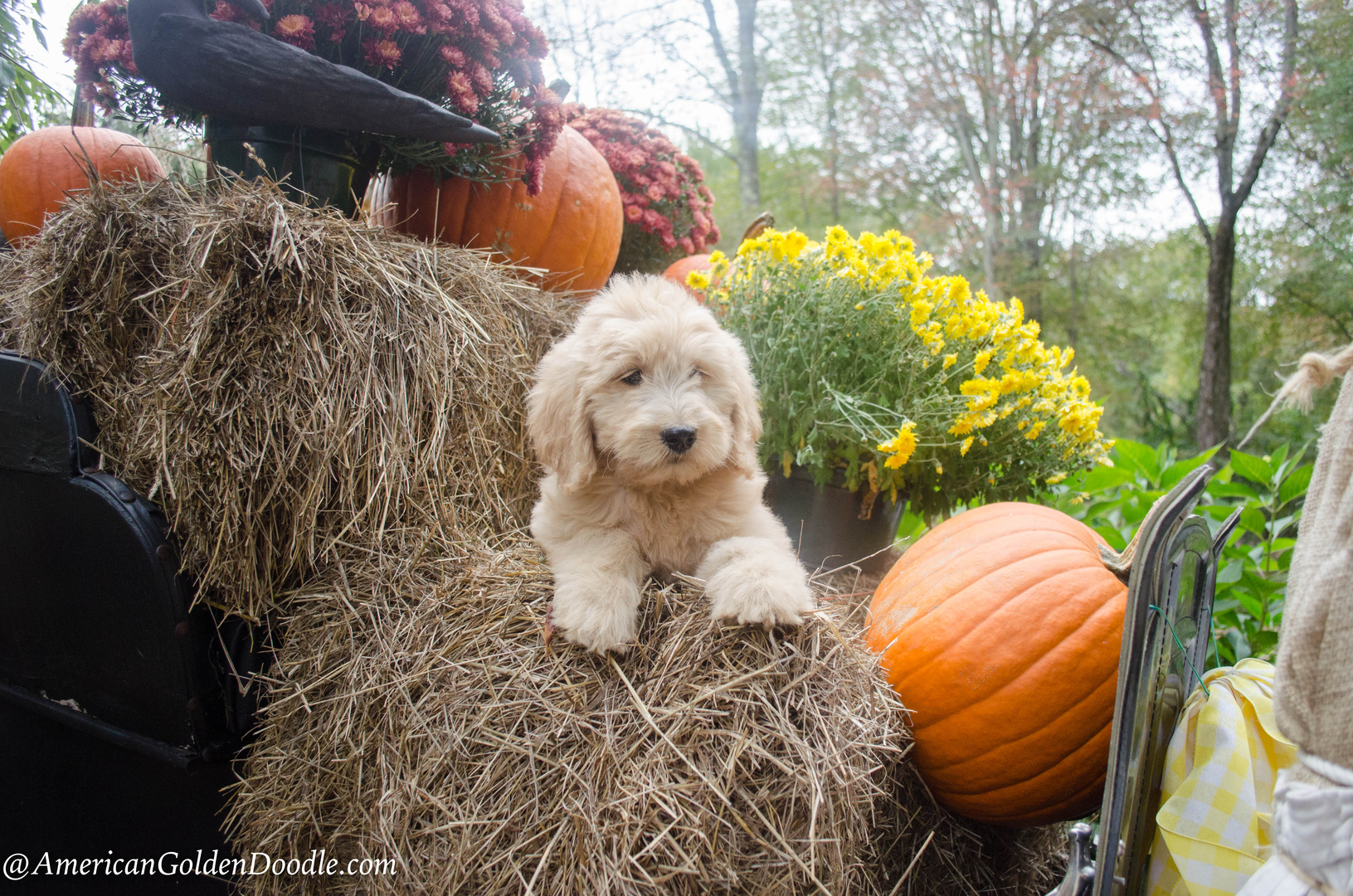 19 Amazing Facts About Goldendoodles — Pumpkin®