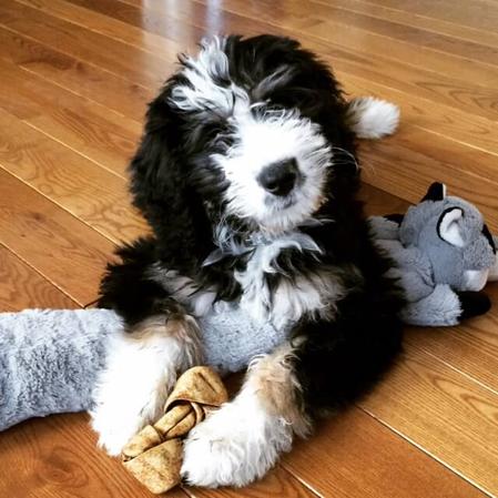 Cute-Tricolor-Bernedoodle=Puppy