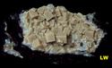 SW LW fluorescent FLUORITE - Stoneco White Rock Quarry, Ohio, USA