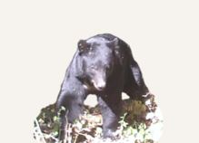 Hunting Black Bear Yukon
