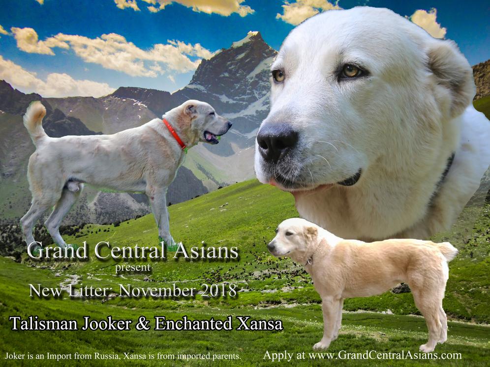 Central asian best sale shepherd for sale