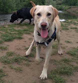 Labrador Puppy Kennels near me