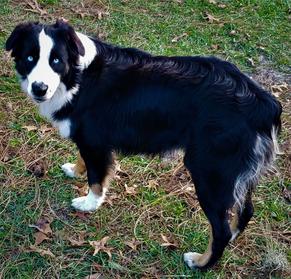 Nature Coast Aussies