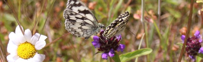 Marbled White Butterfly