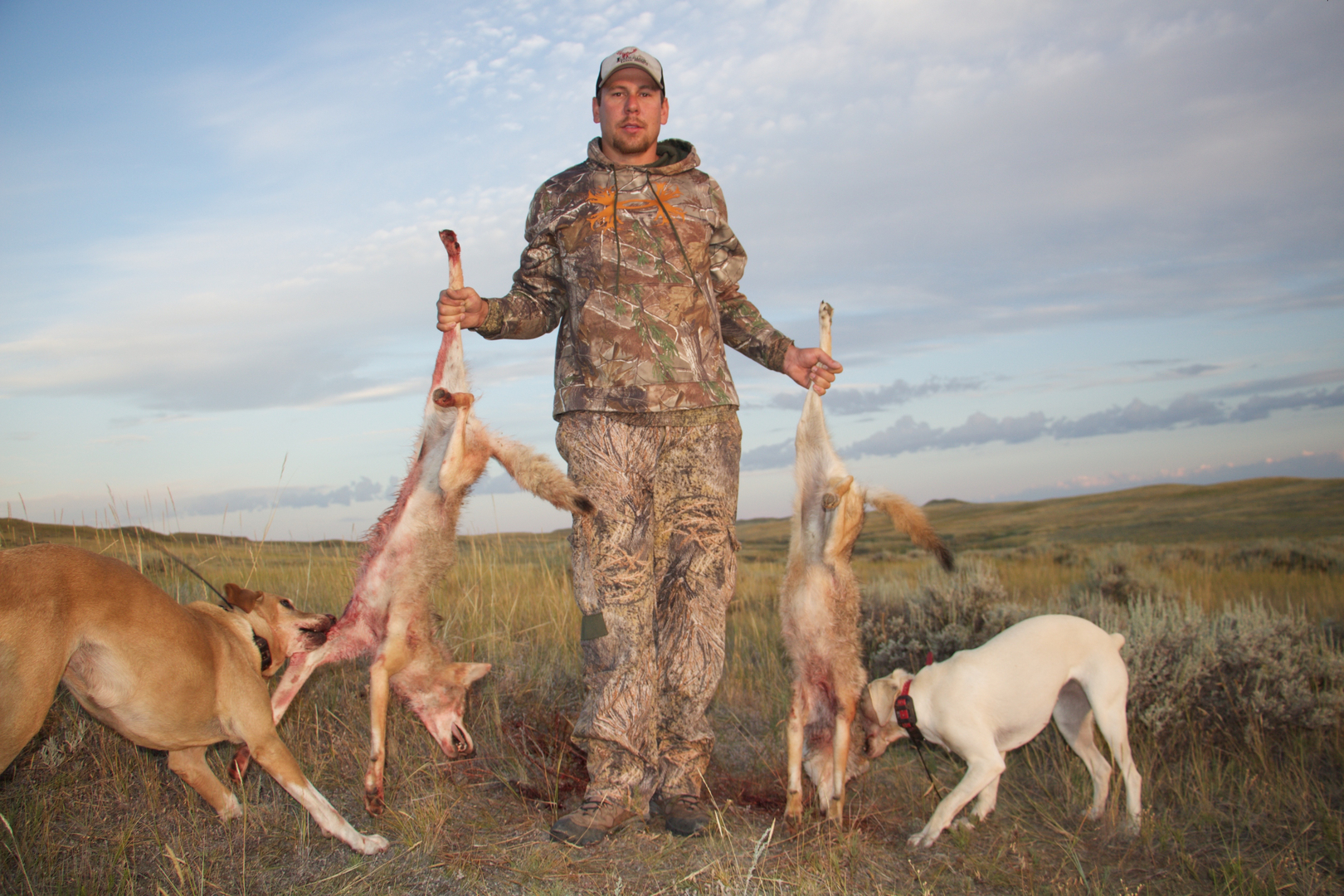 What is the best breed of dog store for coyote hunting