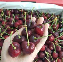 quả cherry, cung cấp quả cherry nhập khẩu bán tại Hà Nội
