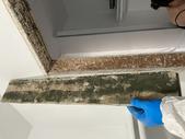 Mold Removal Services