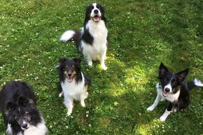 Dog Trainers Stephen McKay, Jamie McKay Contact