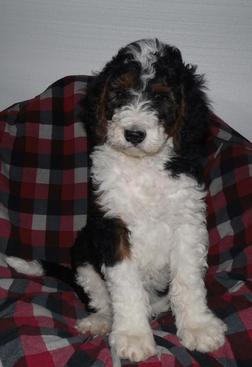 F1B Standard Bernedoodle Puppy