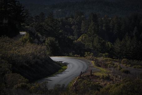 forest road wallpaper