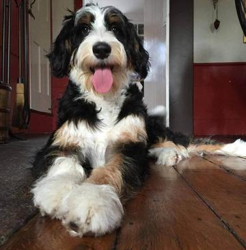 Bernedoodle puppies