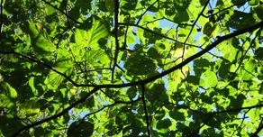 Tree leaves in the sunlight