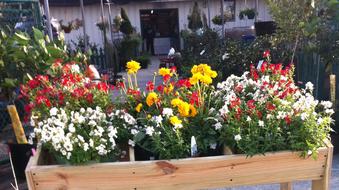 New Arrivals | Plant Ranch Nursery