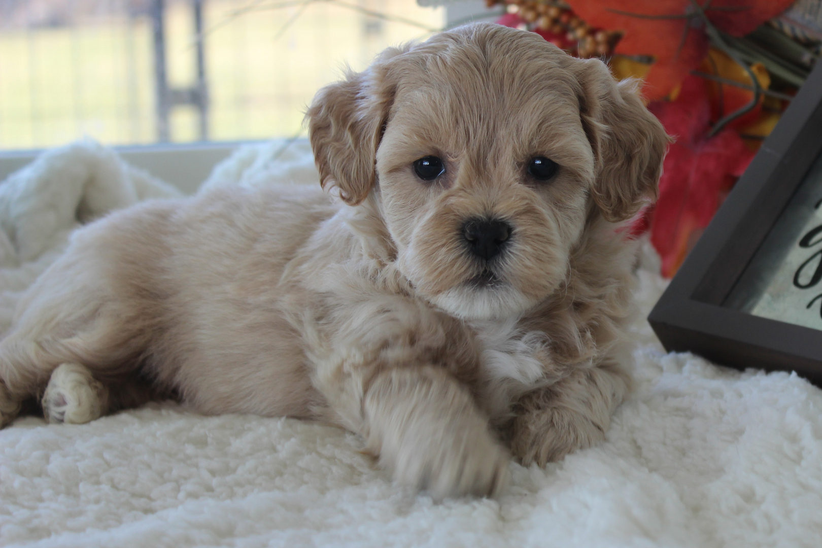 shichon poo puppies