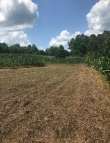 Best Kentucky food plot