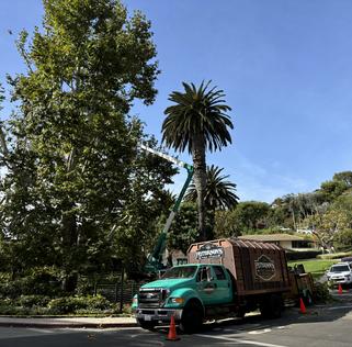 Tree Company