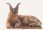 Hunting Caracal Zimbabwe