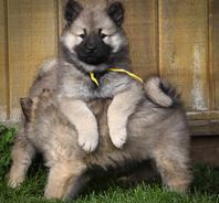 Eurasier puppies