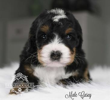tricolor tiny bernedoodle